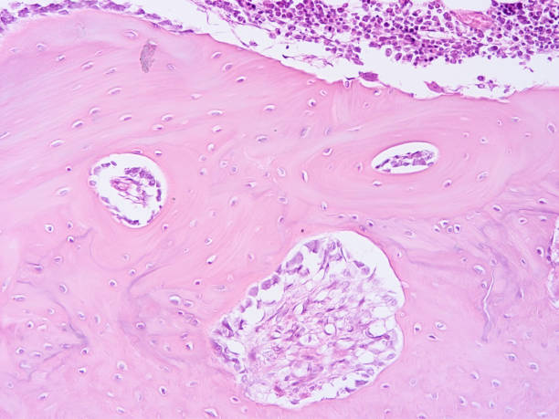 istock histology of human tissue 1158968643