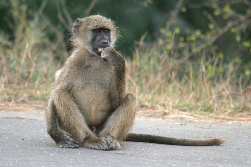 A female chacma baboon (Papio ursinus) walking in Kruger National Park with her baby on her back.