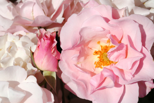 Peony is flowering plant, which is a long-lived perennial with shades ranging from red to pink, purple, yellow, orange and white. The bloom time is from late spring to early summer.