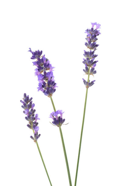 istock Beautiful purple lavender flowers isolated on white 1158970650