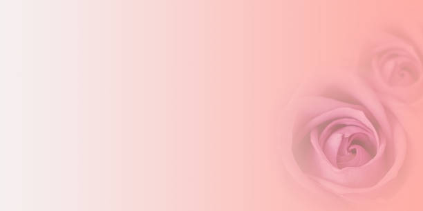 Rose flower in soft and blur style for romantic background. Greeting Card Templates