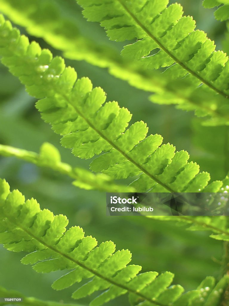 Abstracto verde-nuevo fern leaves - Foto de stock de Abstracto libre de derechos