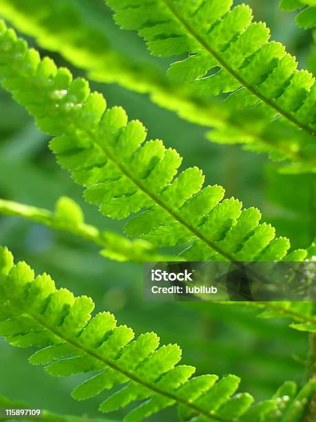 Abstracto Verdenuevo Fern Leaves Foto de stock y más banco de imágenes de Abstracto - Abstracto, Aire libre, Bosque