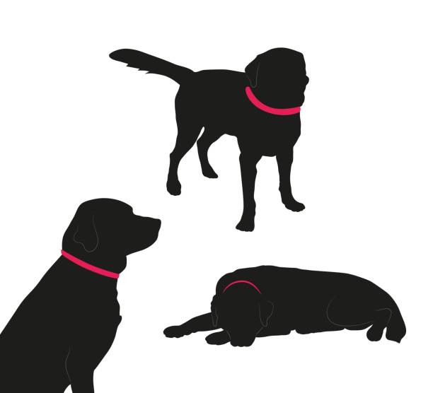 illustrazioni stock, clip art, cartoni animati e icone di tendenza di set di silhouette nera di grande cane con colletto su sfondo bianco. - tame