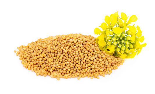 heap of mustard seeds with yellow flower isolated on white background