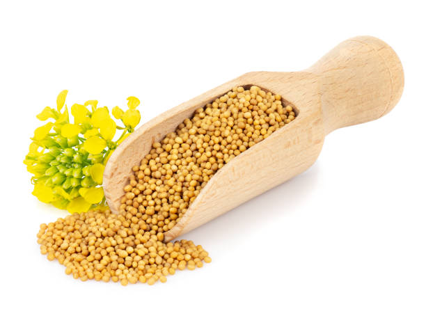 istock mustard seeds in wooden scoop 1158972525