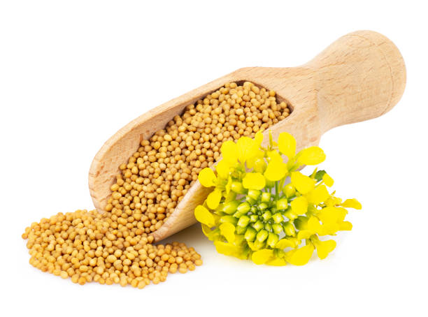 istock mustard seeds in wooden scoop 1158973119