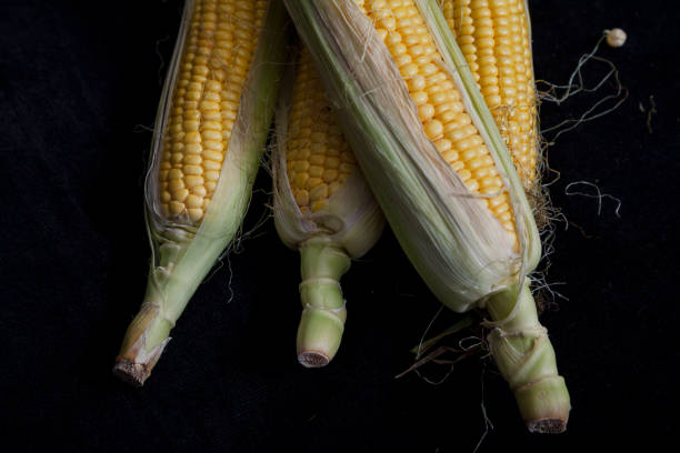 istock Cobs of ripe corn lie on black background 1158973225