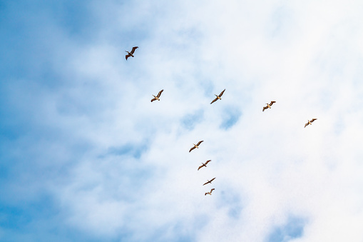 Flock of Pelicans in the Sky