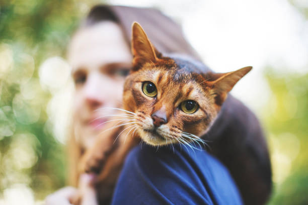 młoda kobieta bawi się z kotem - purebred cat zdjęcia i obrazy z banku zdjęć