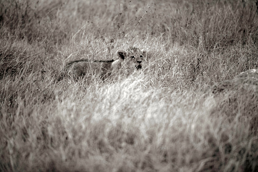 Lion cub lost in dry savannah, with blurred dry grass in foreground. Tarangire National Park, Tanzania, Africa