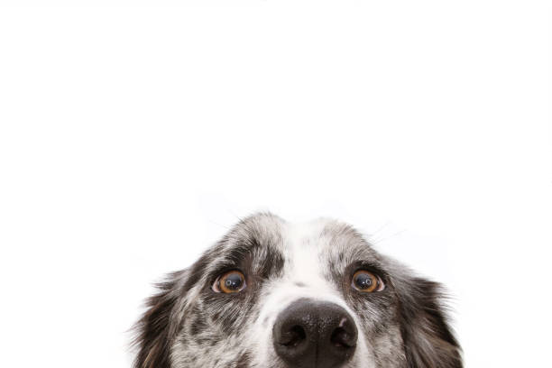 istock Close-up  blue merle border collie dog eyes. Isolated on white background. 1158974914