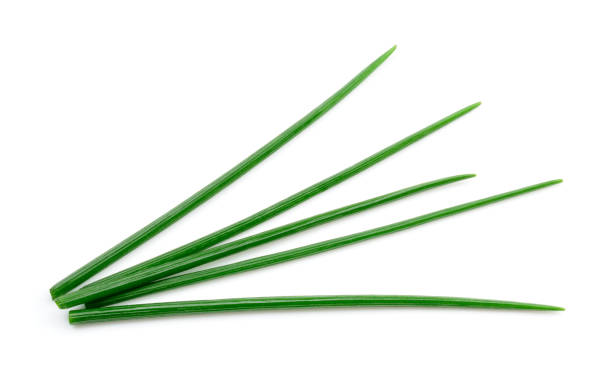 istock Chives isolated. Young green onion. 1158975565