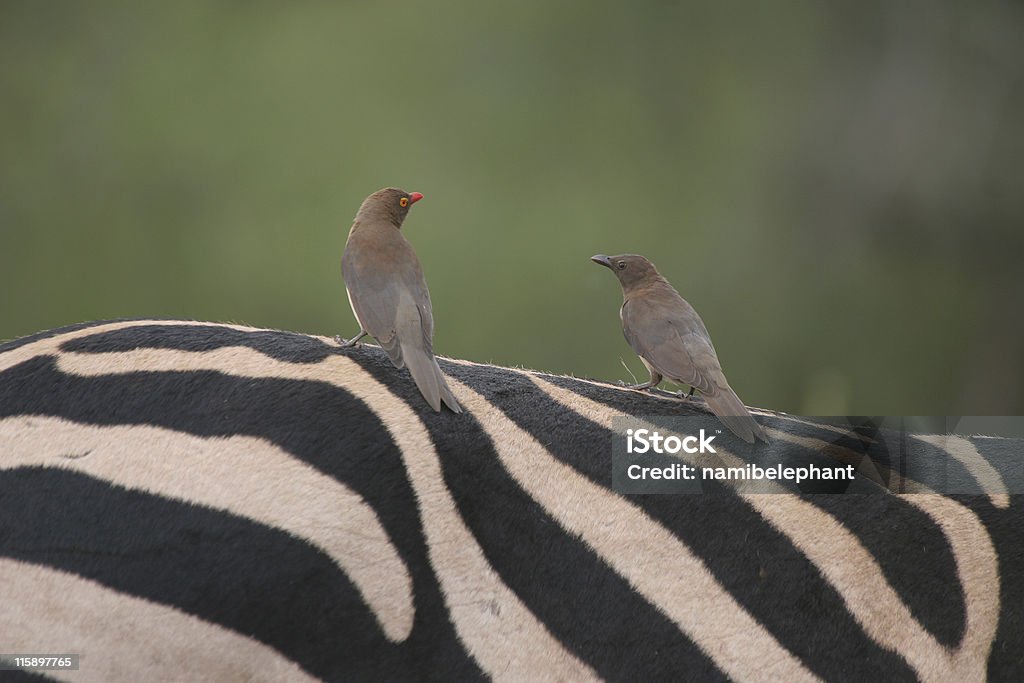 oxpeckers auf zebra - Lizenzfrei Madenhacker Stock-Foto