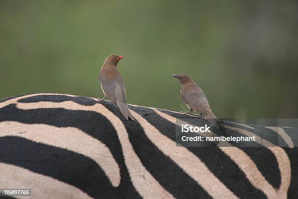 Oxpeckers Auf Zebra Stockfoto und mehr Bilder von Madenhacker - Madenhacker, Republik Südafrika, Zebra