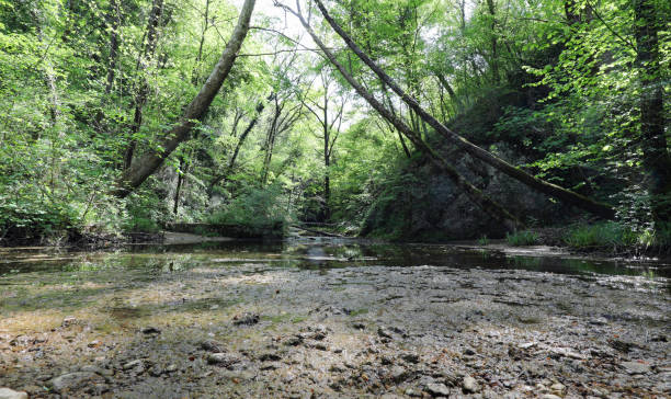 istock dried up river in the forest due to climate change 1158978158