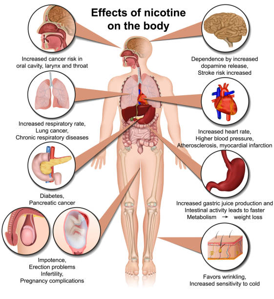 ilustrações, clipart, desenhos animados e ícones de efeitos da nicotina no corpo ilustração médica do vetor infográfico isolado no fundo branco - deadly disease