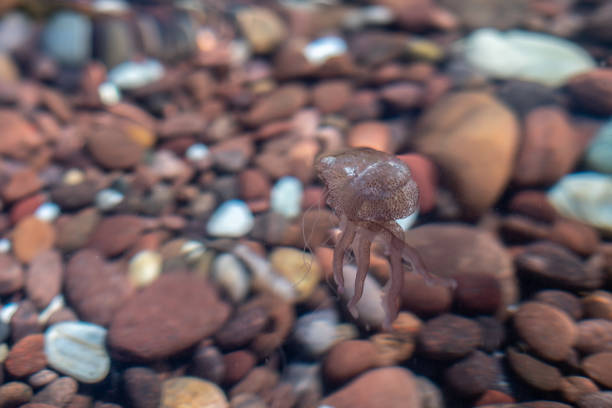 Small poisonous jellyfish of the Mediterranean