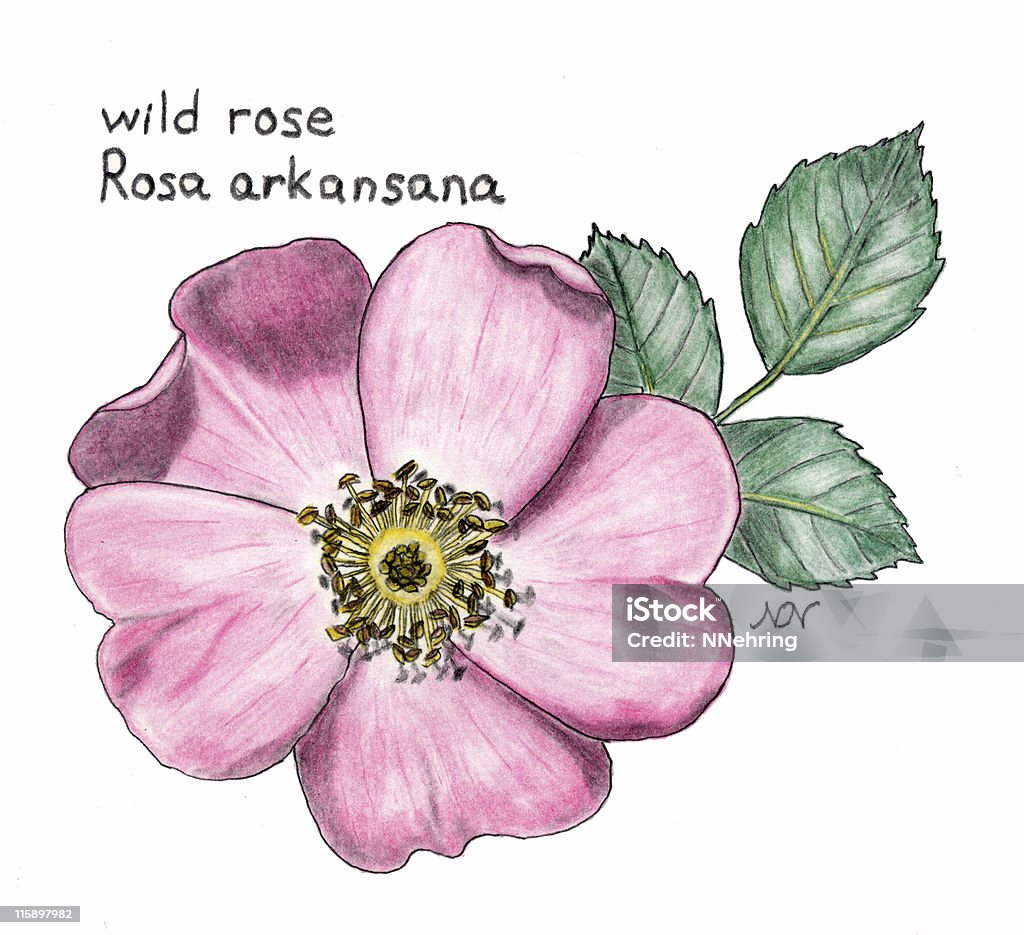 Rosa silvestre, Rosa arkansana, botânico desenho de Lápis de Cor - Royalty-free Dakota do Norte Ilustração de stock