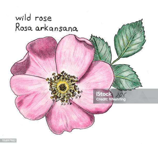 Rosa Silvestre Rosa Arkansana Botânico Desenho De Lápis De Cor - Arte vetorial de stock e mais imagens de Dakota do Norte