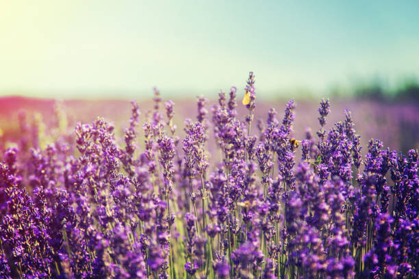istock Blooming lavender field. Summer flowers. Selective focus. 1158979974