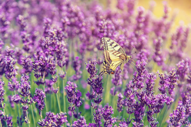 istock Blooming lavender field. Butterfly on flowers. Selective focus. 1158979979