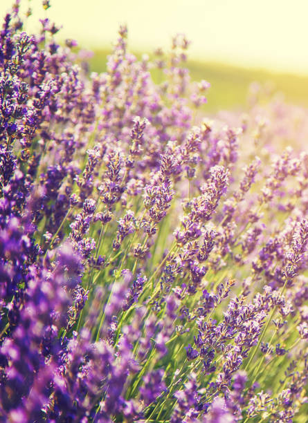 istock Blooming lavender field. Summer flowers. Selective focus. 1158979992
