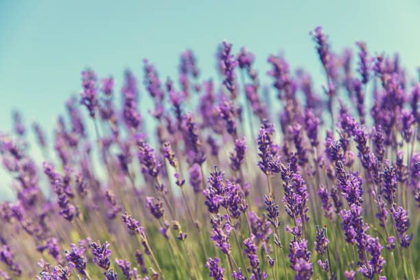 istock Blooming lavender field. Summer flowers. Selective focus. 1158979993