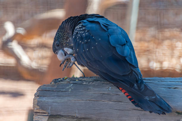 istock Forest Red-tailed Black-Cockatoos 1158981050