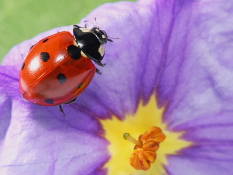 Ladybird on plant