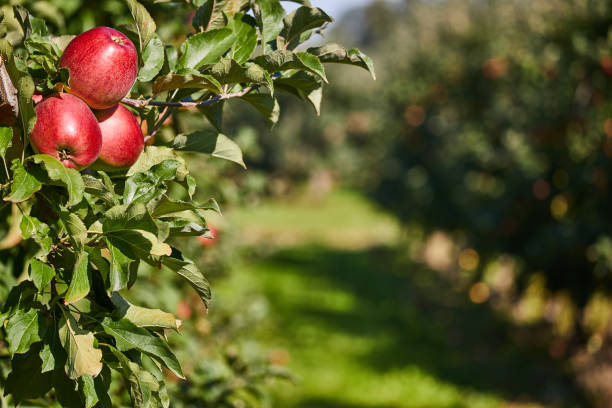 istock Shiny delicious apples hanging from a tree branch in an apple orchard 1158986092