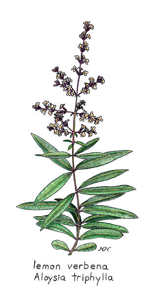 illustrazioni stock, clip art, cartoni animati e icone di tendenza di limoncina, aloysia triphylla, disegno a matita colorata botanico - cedrine