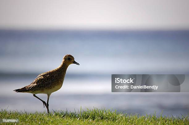 Foto de Ave Aquático e mais fotos de stock de Animal - Animal, Dia, Exotismo