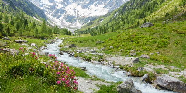 panorama de un hermoso paisaje de montaña con río de montaña y glaciar al fondo - european alps tirol rhododendron nature fotografías e imágenes de stock