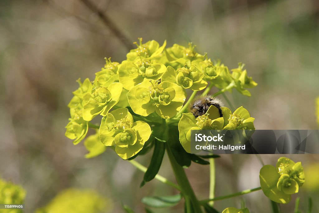 Bee on a weed  Bee Stock Photo