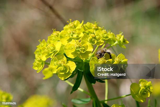 Bee On A Weed Stock Photo - Download Image Now - Bee, Botany, Color Image