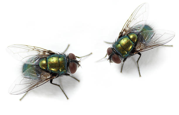 Flies Macro shoot of domestic flies. housefly stock pictures, royalty-free photos & images