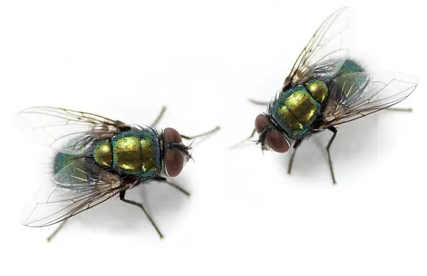 Photo of Flies