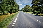 asphalt road in the green forest in summer