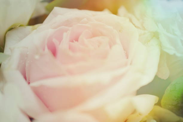 istock Close up beautiful Pink  rose flower bouquet 1158996336