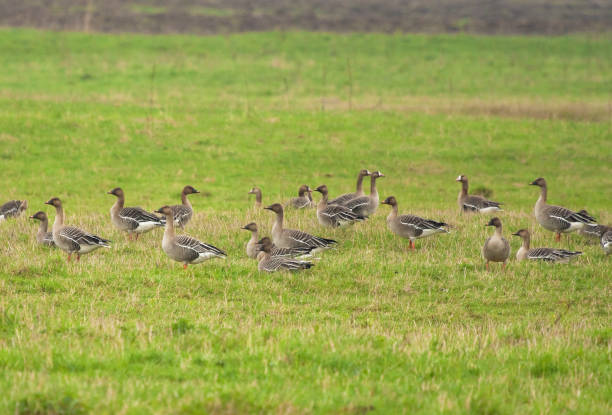 istock Bean goose flock in the field 1158996343