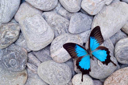 A blue Argus butterfly forages a silver Kelosia in summer in Quebec.