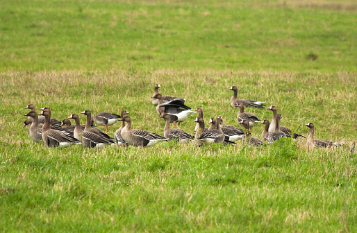 Canada Geese at Murie Family Park outside Greater Yellowstone Visitor Center in Jackson Hole, Wyoming
