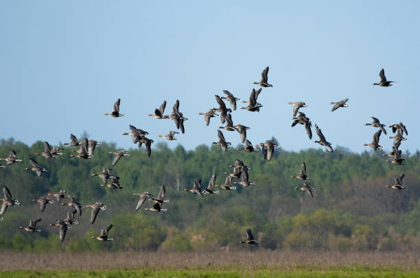 istock Bean goose flock in the flight 1158997187