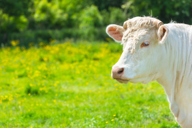 istock White Cow at the Green Meadow 1158997272