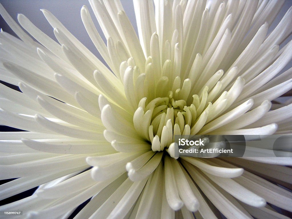 Белая хризантема открытка-зеленый - Стоковые фото Белый роялти-фри