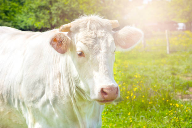 istock White Cow at the Green Meadow 1158997957