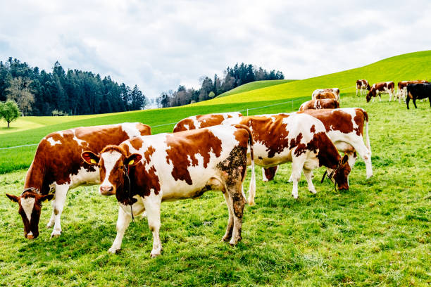 istock Horses Grazing On Field Against Sky 1158999067