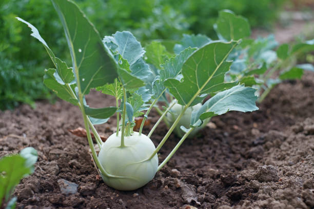 kohlrabi-pflanze im garten - kohlrabi stock-fotos und bilder