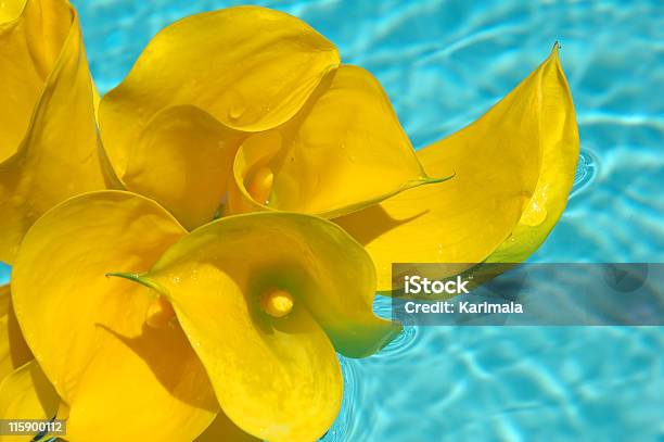 Calla Lilies Foto de stock y más banco de imágenes de Agua - Agua, Amarillo - Color, Arreglo